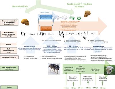 Frontiers | Did Dog Domestication Contribute To Language Evolution?